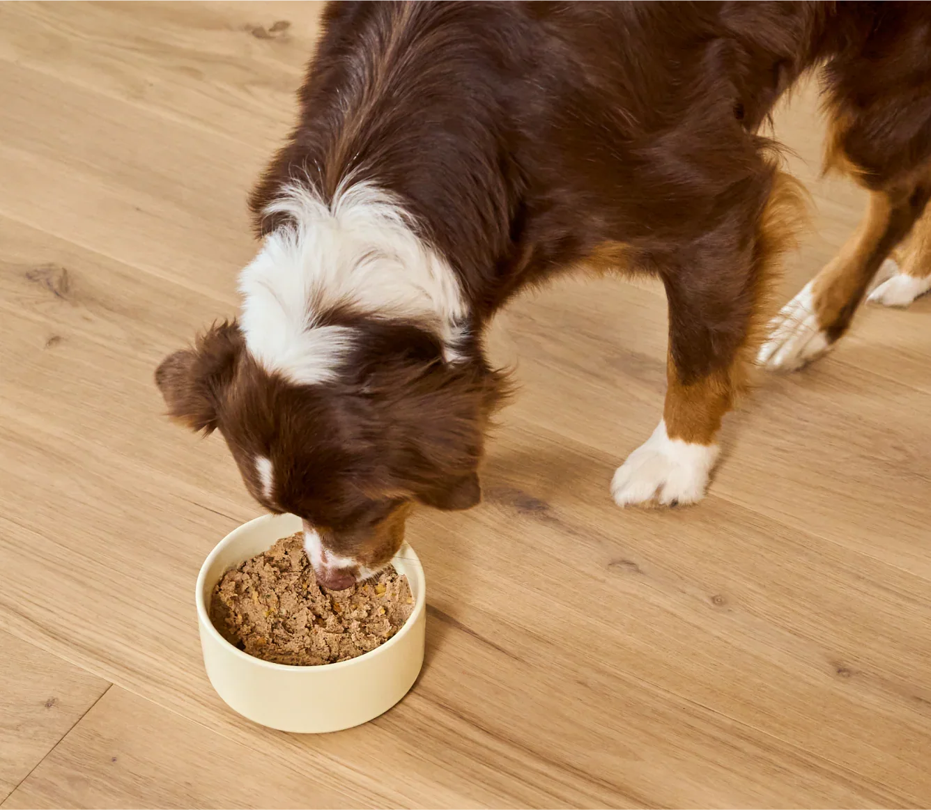 Harvest Chicken Pâté for Dogs