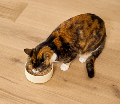 Wild-Caught Salmon Pâté for Cats