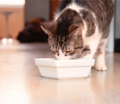 Wild-Caught Salmon Rustic Blend Wet Cat Food