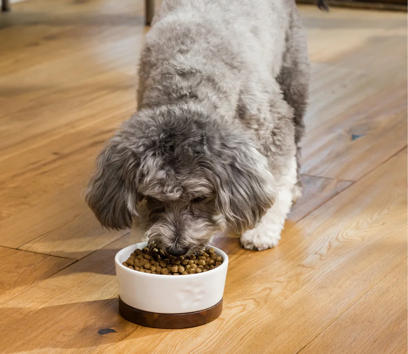 Homestead Turkey & Chicken Grain-Free Dog Kibble