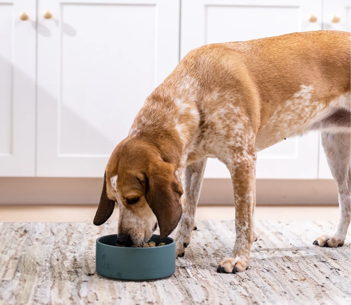 RawMix Front Range Freeze Dried Raw Morsels for Dogs