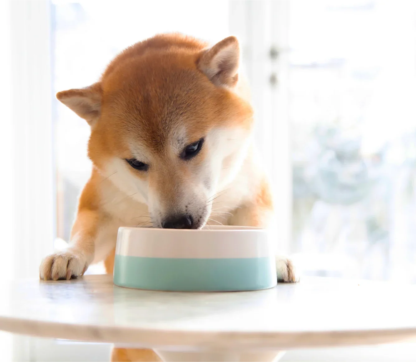 Harvest Chicken Rustic Stew Wet Dog Food