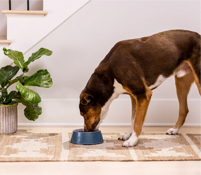 New Zealand Venison & Ancient Grains Dog Kibble