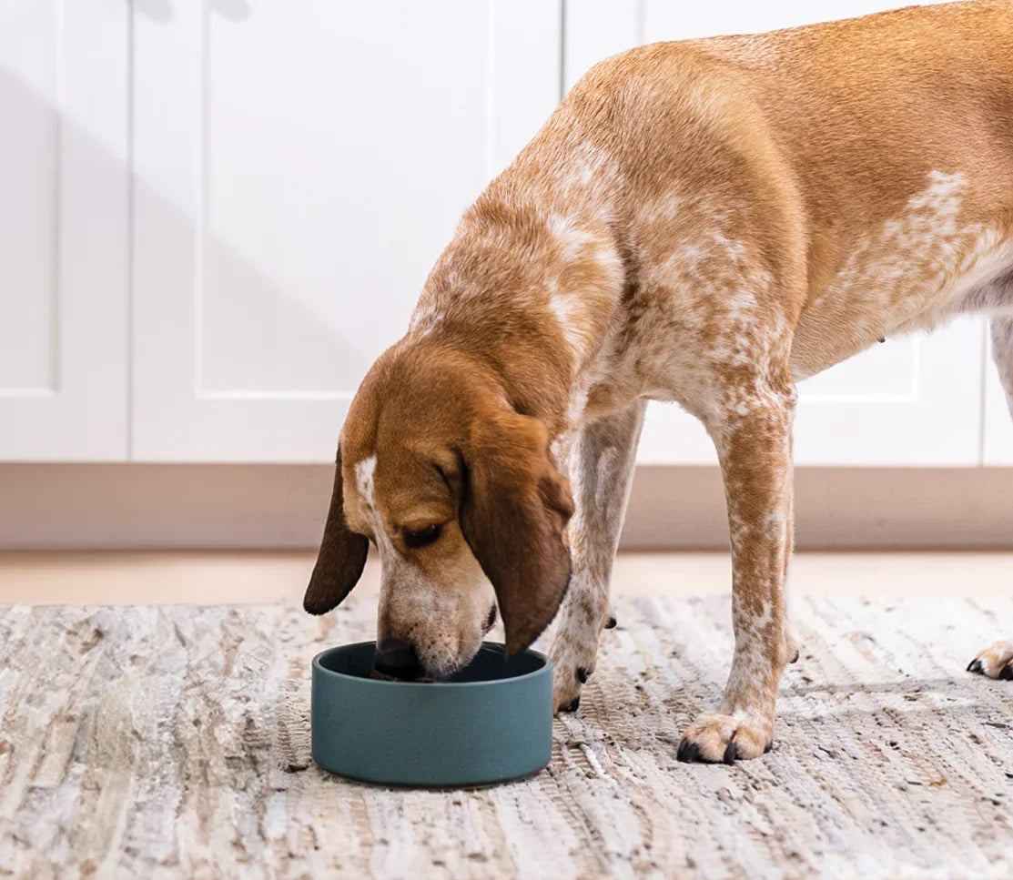 Turkey & Salmon Hearty Stew Wet Dog Food