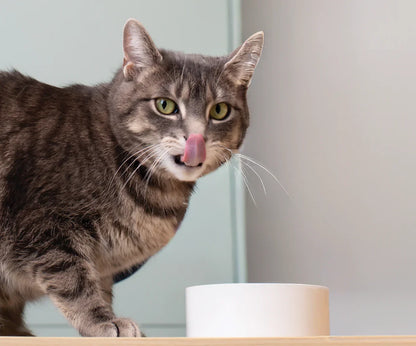 Turkey & Salmon Morsels in Gravy for Cats