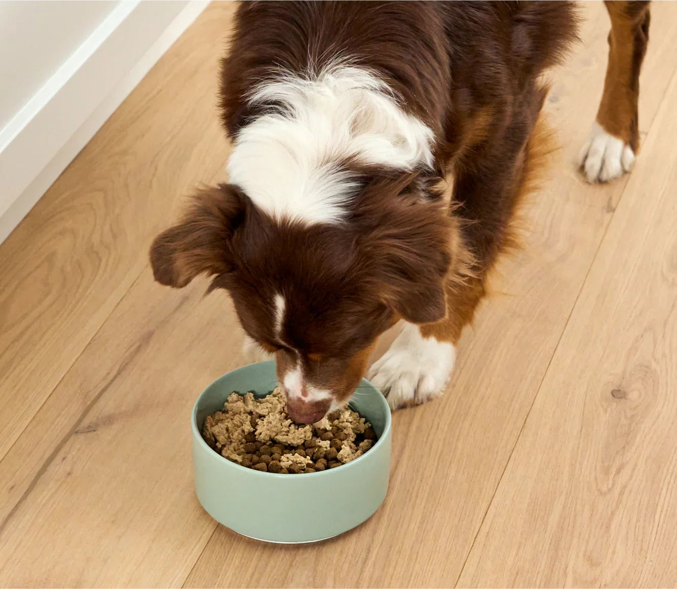 Arctic Char Topper for Dogs