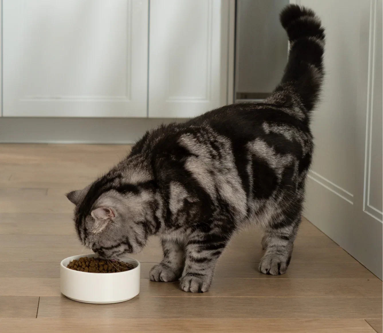 Goodbowl™ Wild-Caught Salmon & Brown Rice Cat Kibble