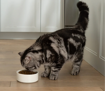 Goodbowl™ Wild-Caught Salmon & Brown Rice Cat Kibble