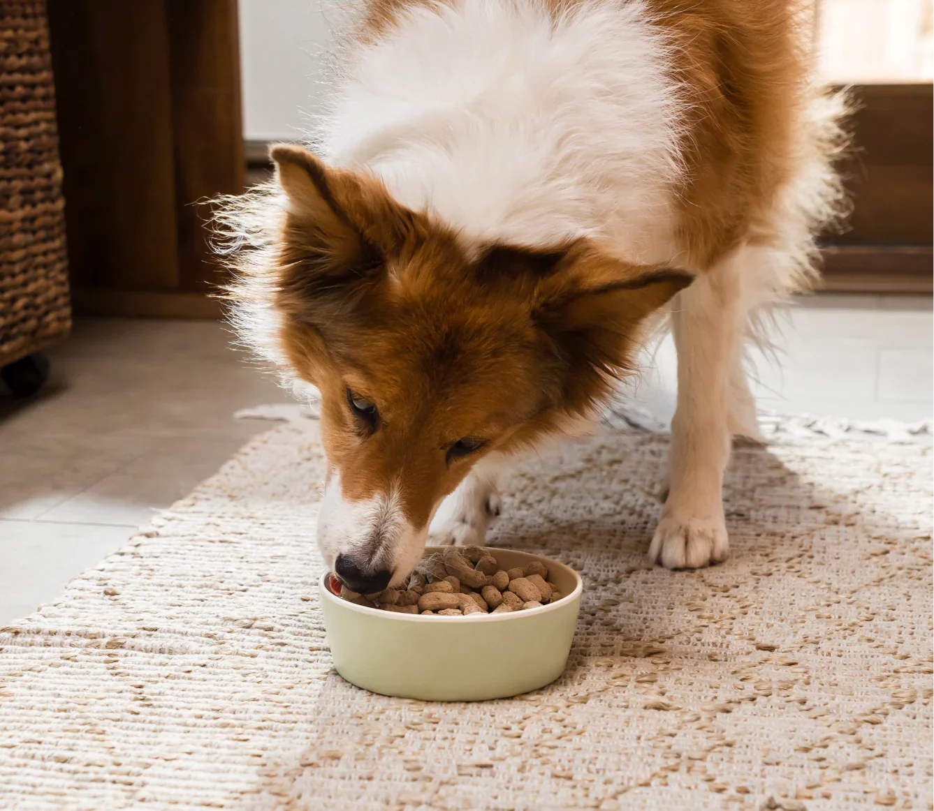 Pasture-Raised Lamb Freeze Dried Raw Morsels for Dogs